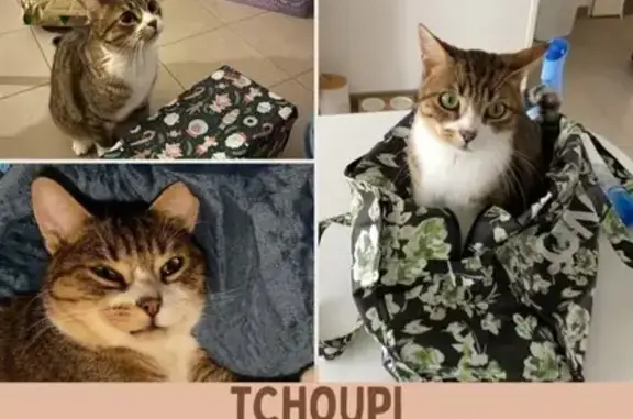Animaux perdus Malaunay, photo: Chat perdu à Malaunay : Tchoupi, tigre sociable