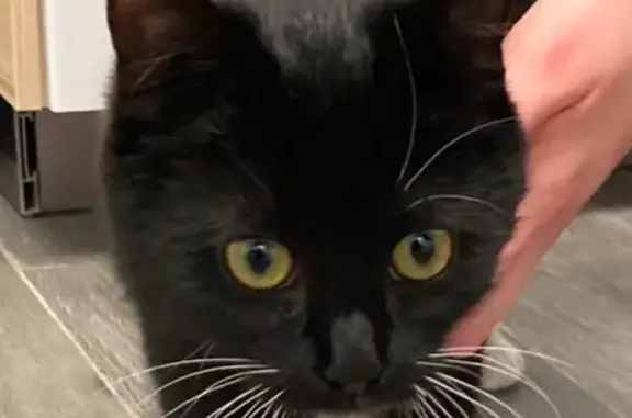 Chat trouvé Bois-Colombes, photo: Chat trouvé à Bois-Colombes, non identifié