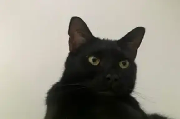 Gato Negro Perdido en Rota: ¡Ayúdanos!