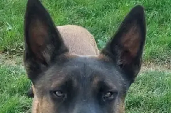 Chien perdu La Motte-Saint-Jean, photo : Berger Belge Malinois perdu à La Motte-Saint-Jean