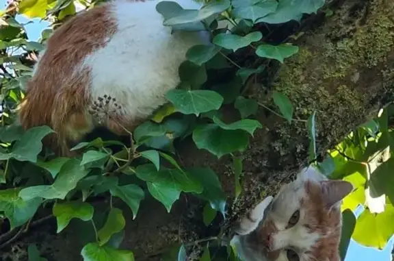 Chat blanc/marron trouvé, collier, Labastide - photo
