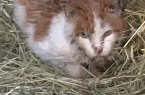Chat trouvé , photo: Chat roux et blanc trouvé à Mervent