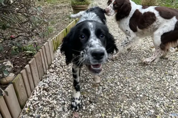 Chien trouvé , photo: Chienne springer trouvée à Chevrières