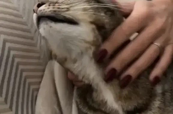 Animaux perdus Morsbach, photo: Chat tigré disparu à Morsbach