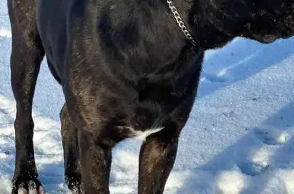 Friendly Black & White Dog Found in JC