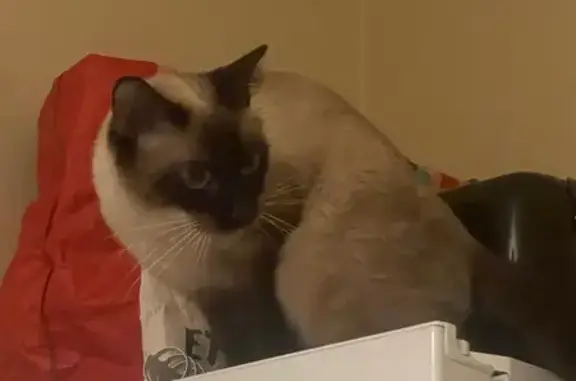 Chatte siamoise trouvée à Bièvres - photo