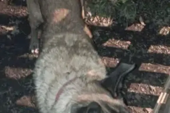 Chien trouvé Turretot, photo: Chien malinois trouvé à Turretot