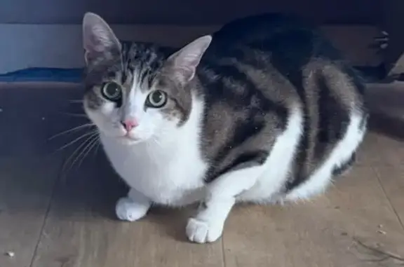 Animaux perdus Faverney, photo: Chat perdu : mâle tigré, Place de la Mairie