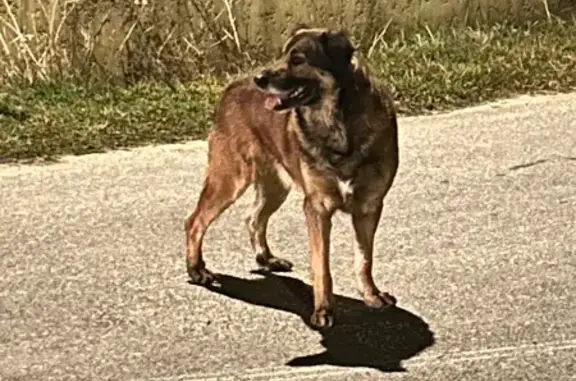 Animaux trouvés Valence-sur-Baïse, photo: Chien mâle errant route d'Auch