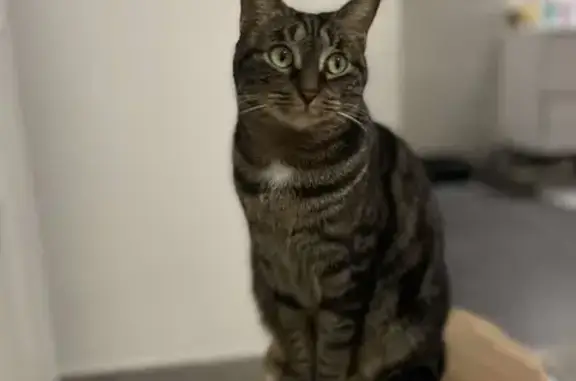 Animaux perdus Nice, photo: Chatte tigrée perdue, Nice Fabron