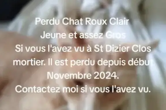 Chat roux disparu à St Dizier - photo