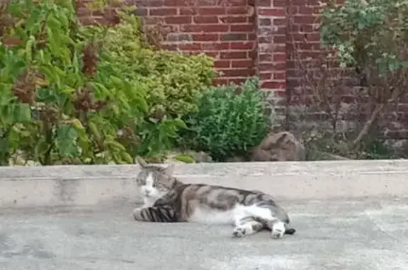 Animaux perdus Beauvais, photo: Chat tigré blanc perdu à Beauvais