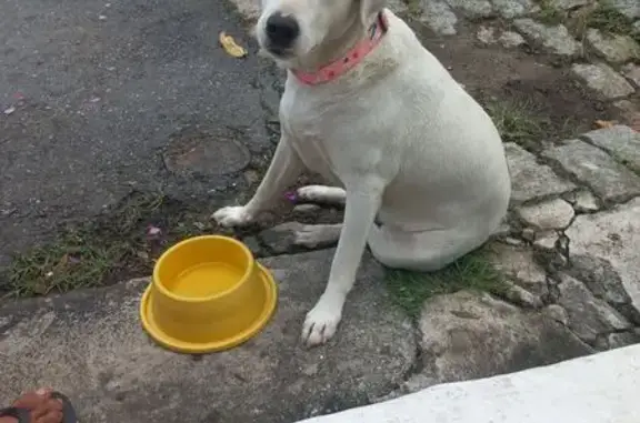 Cadelinha Perdida Resgatada em São Paulo