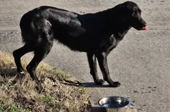 Sweet Found Puppy Needs Loving Home