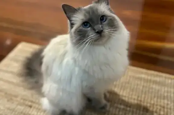 Help Find Mushroom: Lost Ragdoll Cat