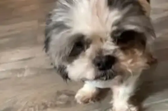 Help Find Brownie: Sweet Senior Shih Tzu