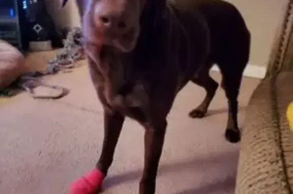 Lost Chocolate Lab: Friendly & Slender