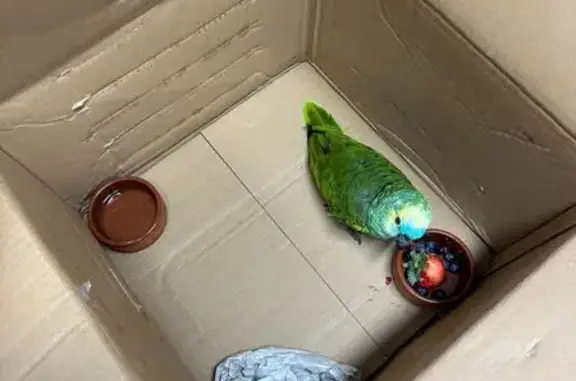 Lost Amazon Parrot Found in Strathfield!