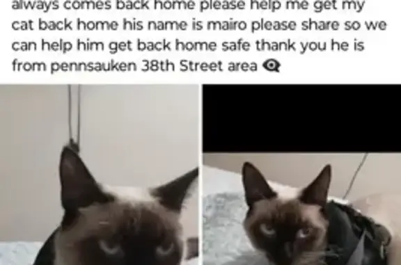 Help Find Mairo: Missing Siamese Cat