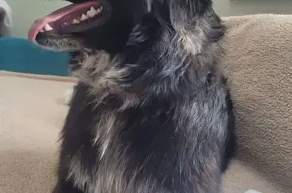 Found: Sweet Aussie Shepherd Mix