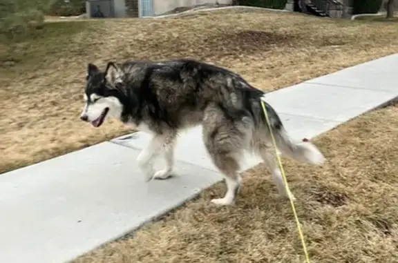 Friendly Husky Found on Daybreak Lane