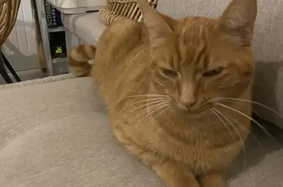 Animaux perdus Tours, photo: Bobette, chat rousse perdu à Tours
