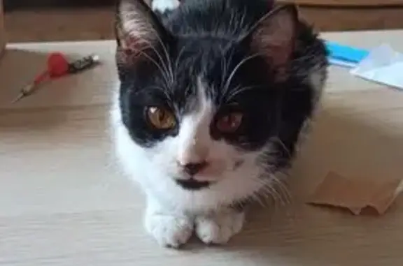 Chat trouvé Mont-de-Marsan, photo: Chaton trouvé Rue Albert Cutler, Mont-de-Marsan