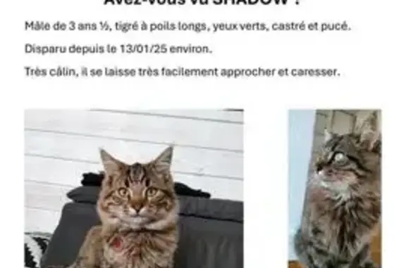 Chat perdu, , photo: Chat tigré perdu à Saint-Michel-en-l'Herm