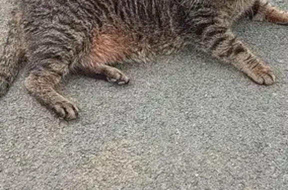 Chat perdu, Mouzon, photo: Chat Marius, 18 ans, perdu à Mouzon