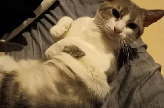 Chat mâle blanc et gris perdu à Dinan - photo