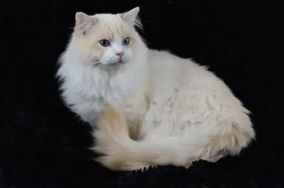 Chat perdu, Vandœuvre-lès-Nancy, photo: Chat perdu blanc/crème pucé à Vandœuvre