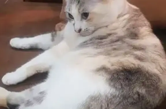 Chat perdu, Le Puy-en-Velay, photo: Chatte écaille disparue au Puy-en-Velay