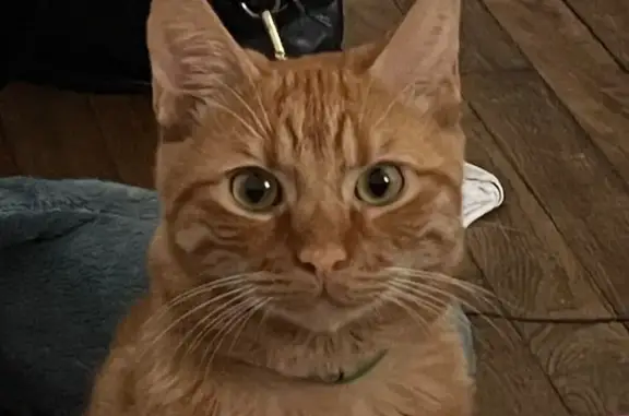 Chat perdu, Vitry-sur-Seine, photo: Chat perdu, blessé, oreille coupée, Vitry