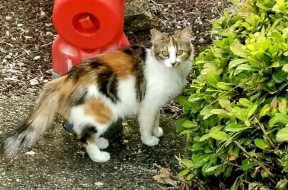 Chat femelle 3 couleurs perdue à Orange - photo