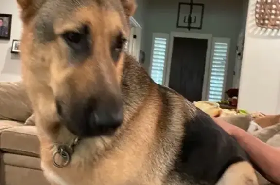 Lost German Shepherd: Help Find Max!