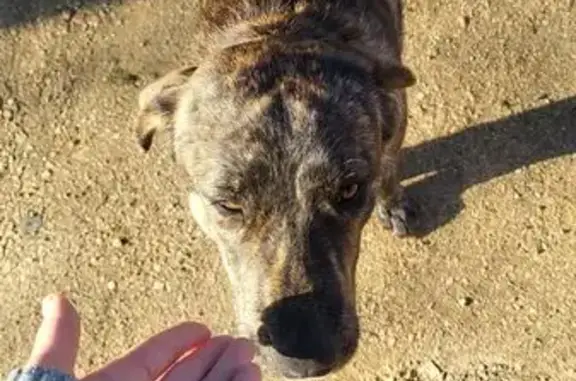 Chien trouvé Appietto, photo: Chien trouvé à Appietto, très gentil