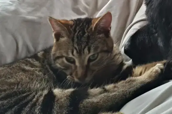 Chat tigré perdu à Sainte-Marie - photo