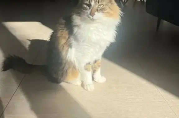 Chat perdu : Grand tigre blanc, La Gaude - photo