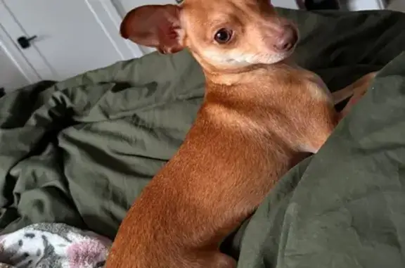 Lost Tan Chihuahua - North Washington Ave