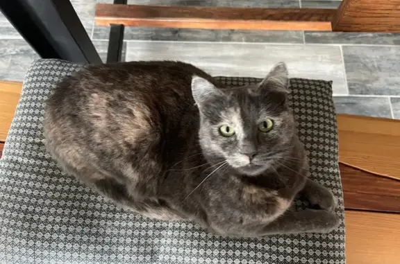 Chatte disparue: Plume, 2 ans, Reynes - photo