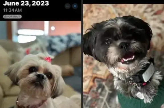 Lost Shih Tzus: Male & Female, Florissant