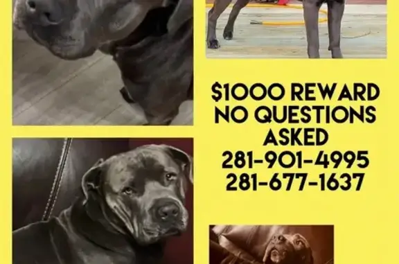 Missing Cane Corso: Blue in Crosby