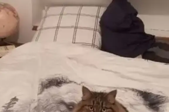 Chatte tigrée disparue à Dijon - photo