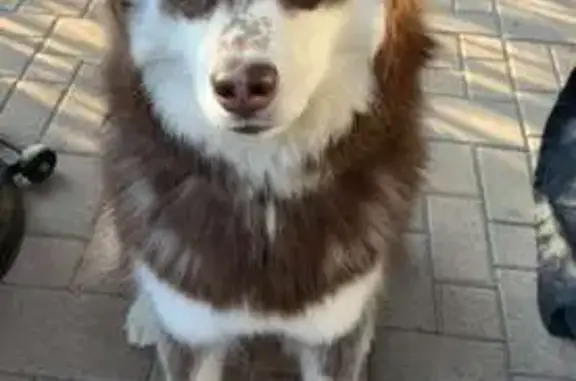 Lost Husky/Malamute Mix in N. Las Vegas