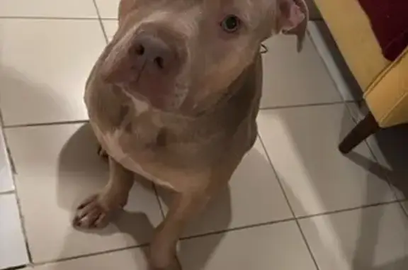 Found: Lovable Male Pitbull in Brooklyn