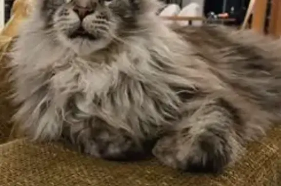 Animaux perdus Sartilly-Baie-Bocage, photo: Main Coon gris disparu à Sartilly