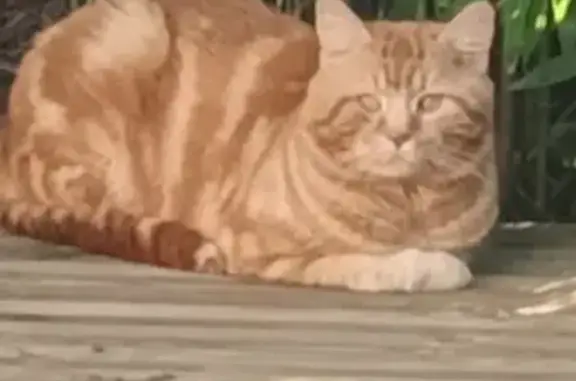 Chat errant trouvé à Boucau - photo