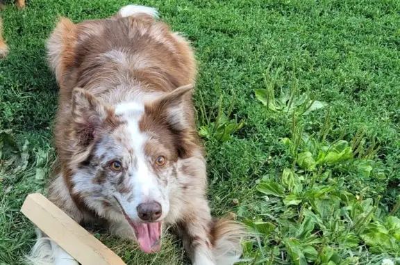 Lost Border Collie on Broadway St, Lincoln