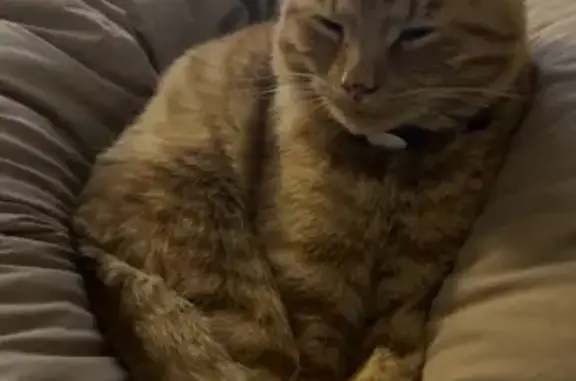 Help Find Todd: Missing Orange Tabby