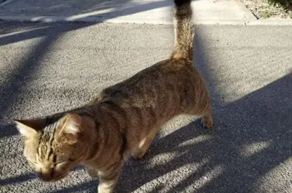 Animaux trouvés Perpignan, photo: Chat mâle trouvé, câlin, Perpignan